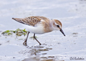 Calidris pusilla